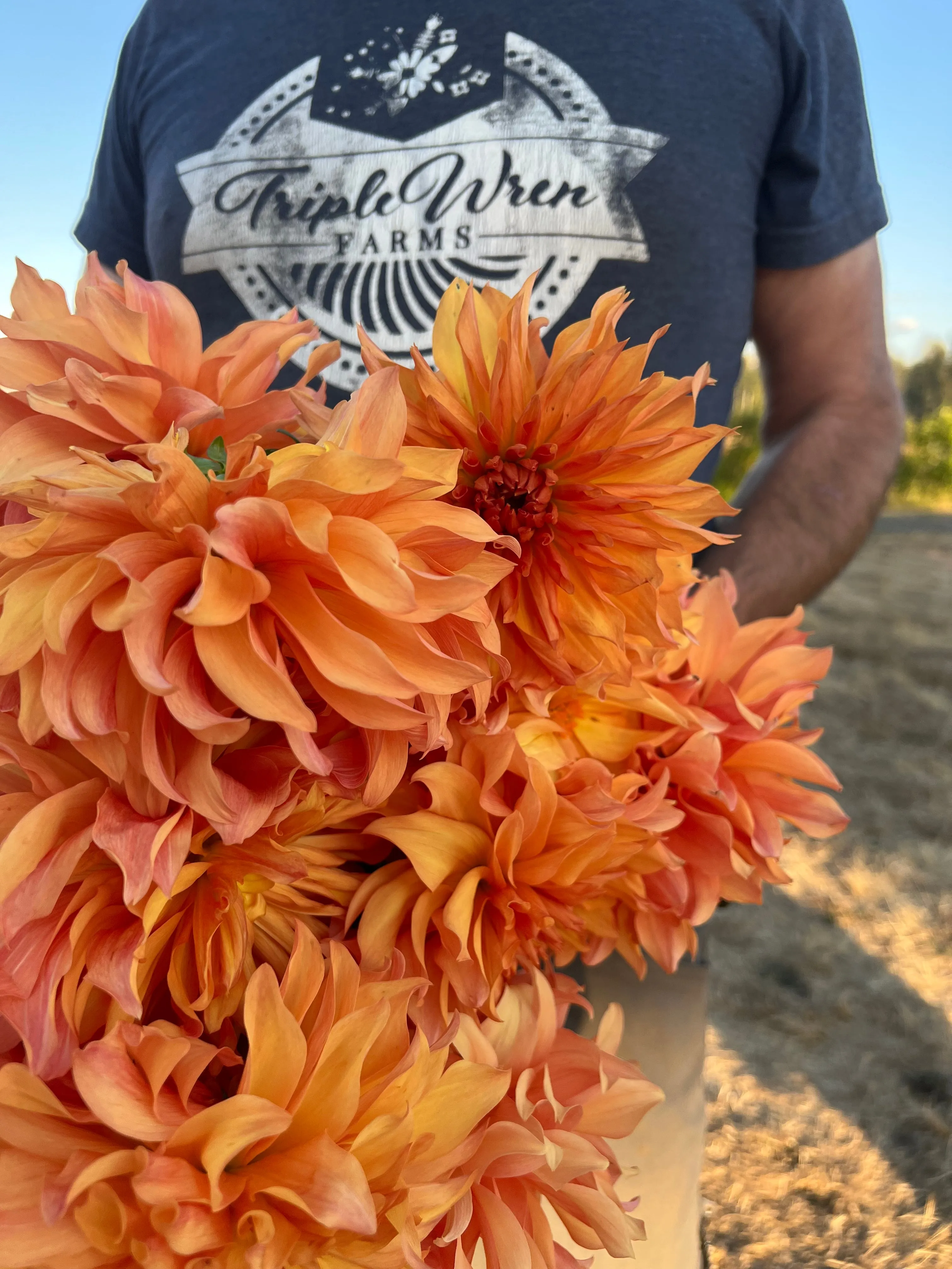 Bloomquist Blast Off Dahlia Tuber