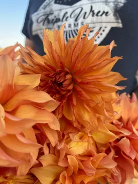 Bloomquist Blast Off Dahlia Tuber