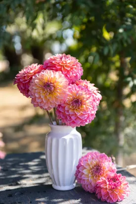Bloomquist Dave Dahlia Plant: Rooted cutting