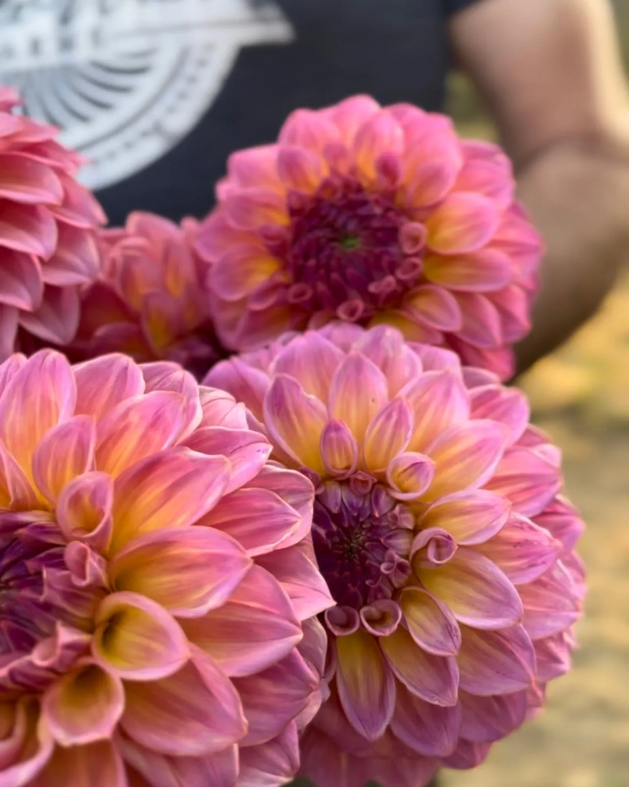 Bloomquist Dave Dahlia Plant: Rooted cutting