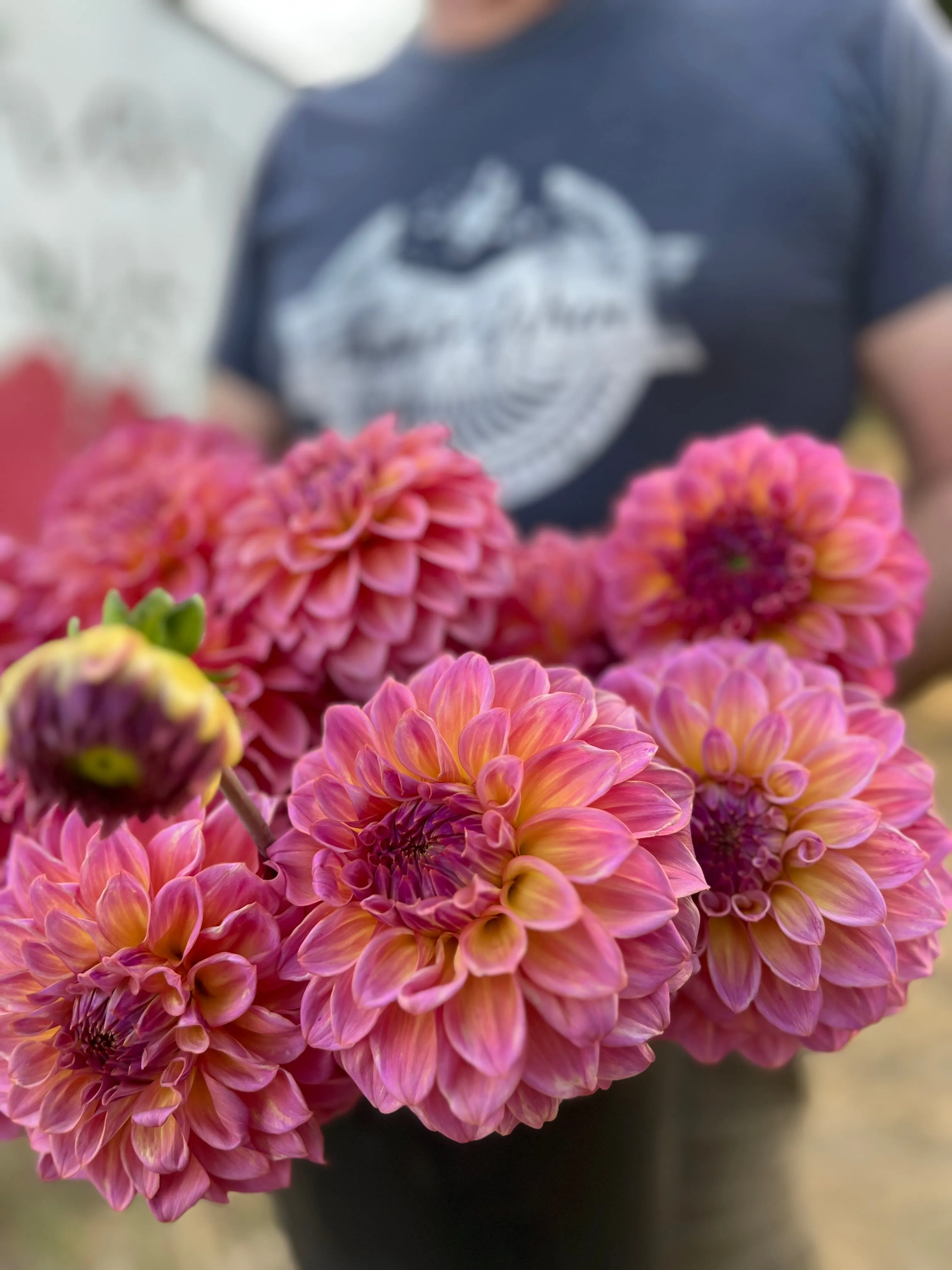 Bloomquist Dave Dahlia Plant: Rooted cutting