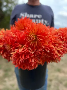 Bloomquist Octopus Dahlia Tuber