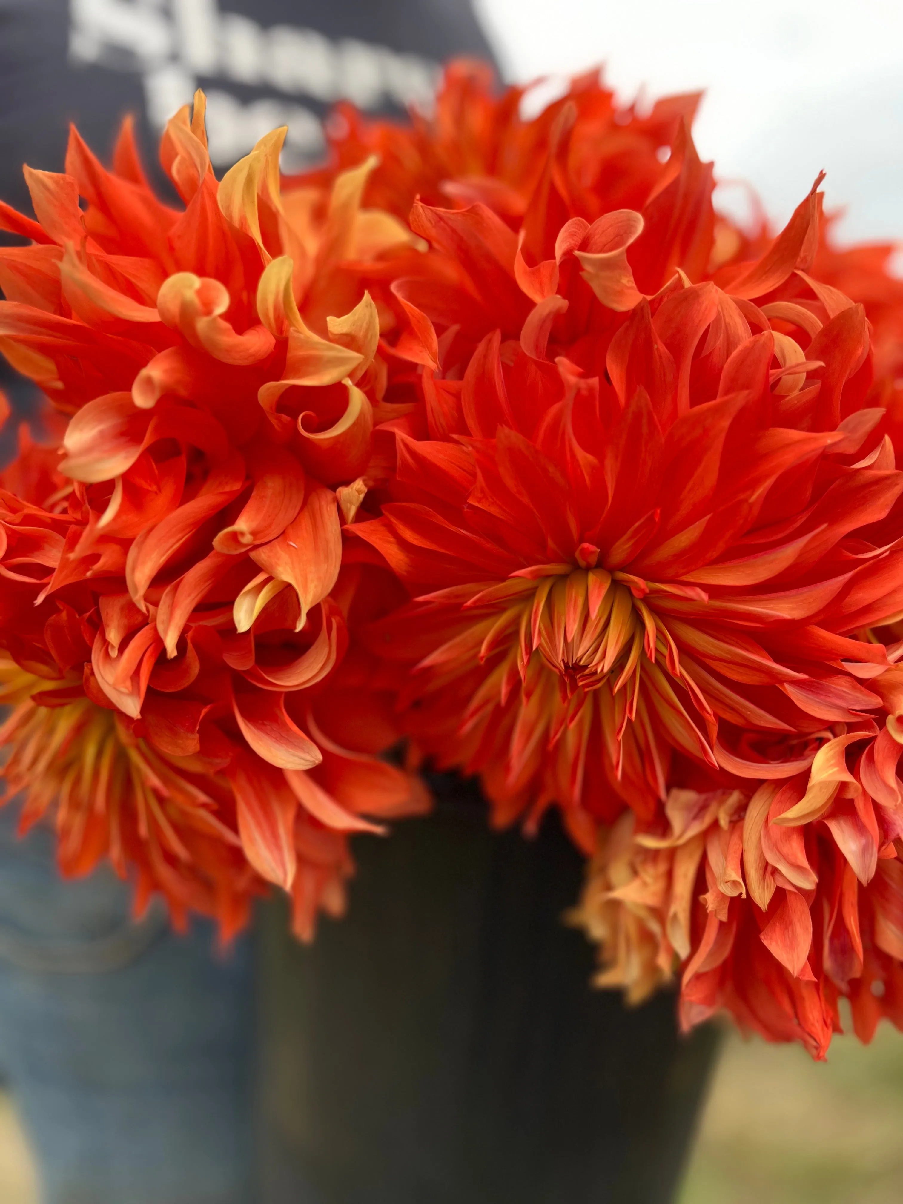 Bloomquist Octopus Dahlia Tuber