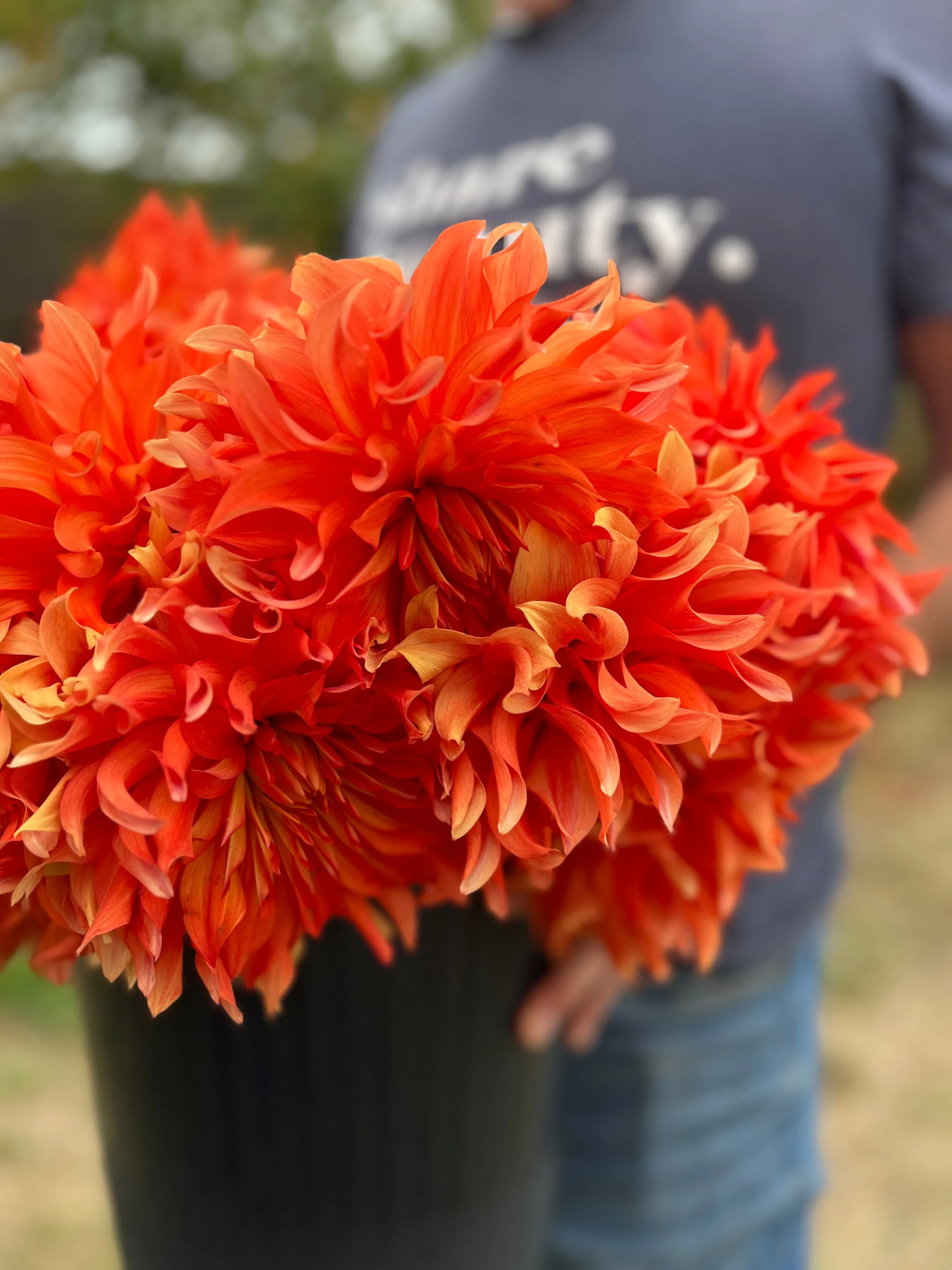 Bloomquist Octopus Dahlia Tuber