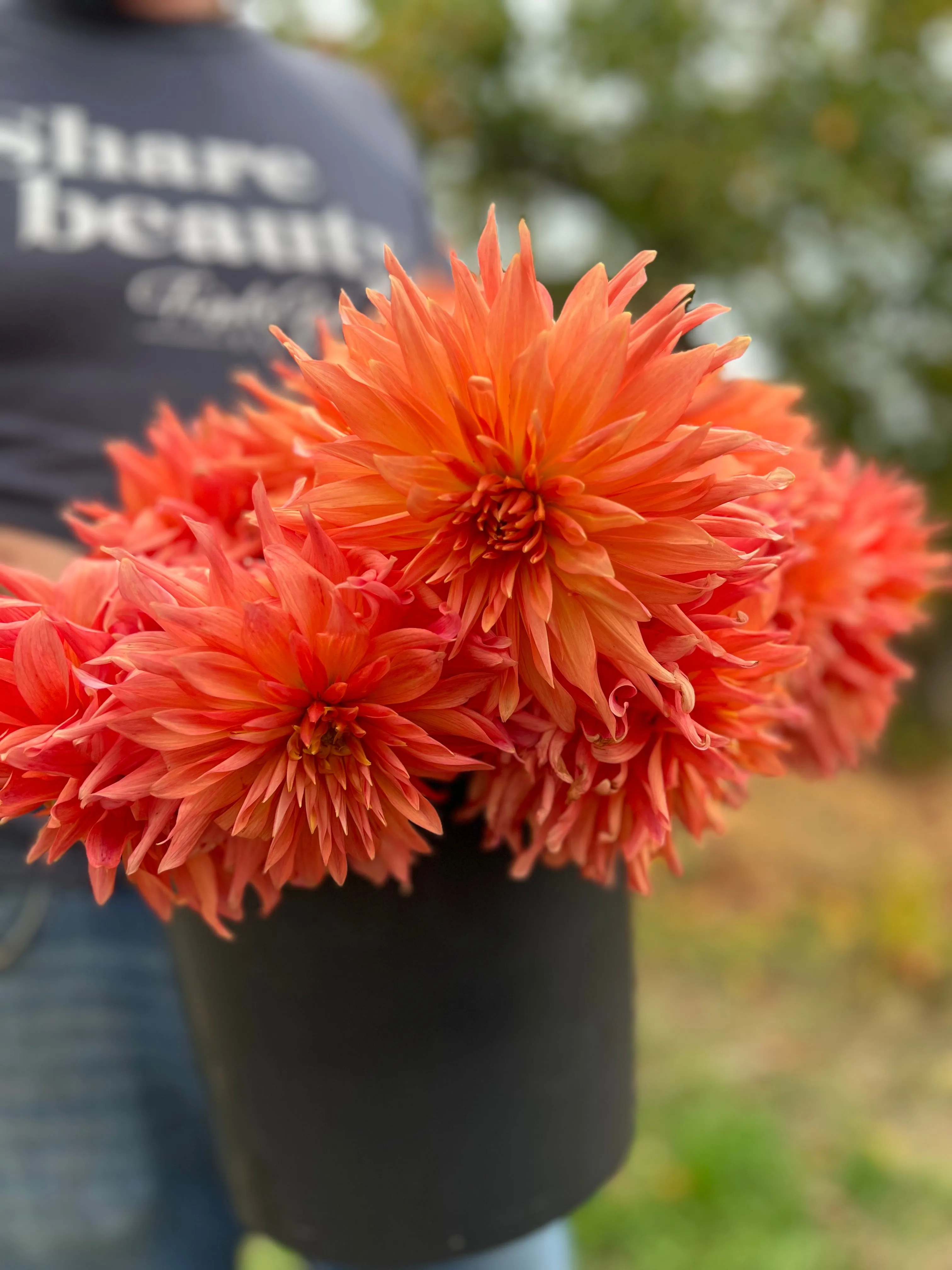 Bloomquist Peach Sorbet Dahlia Tuber