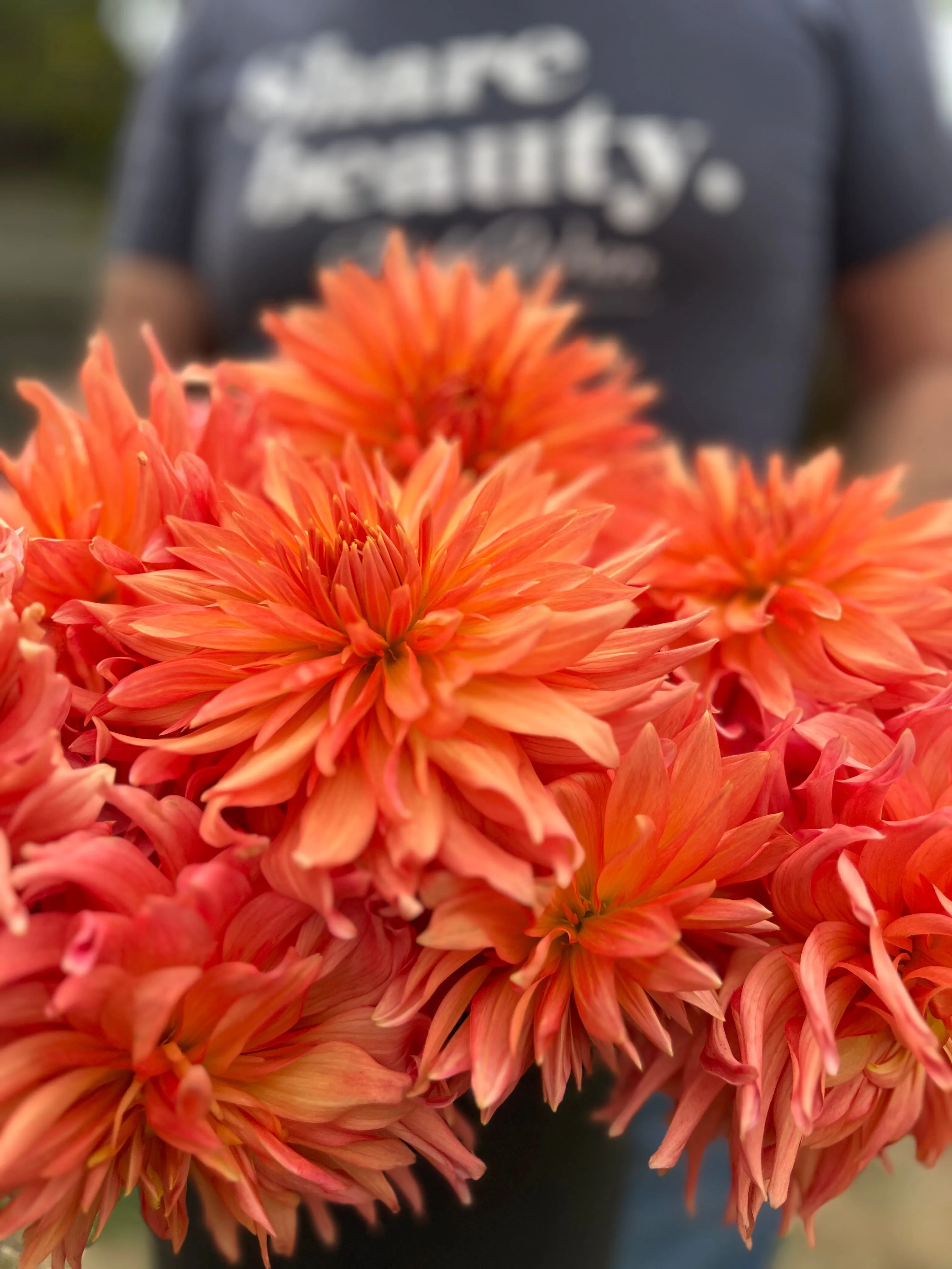 Bloomquist Peach Sorbet Dahlia Tuber