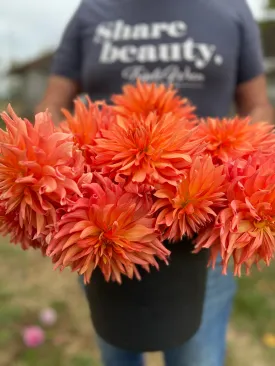 Bloomquist Peach Sorbet Dahlia Tuber
