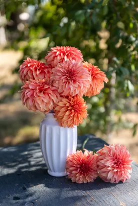 Bloomquist Pleasing Dahlia Plant: Rooted cutting