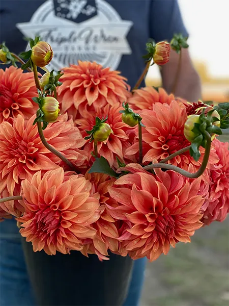 Bloomquist Pleasing Dahlia Plant: Rooted cutting