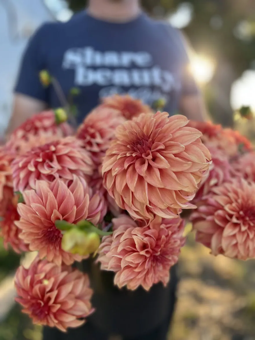 Bloomquist Pleasing Dahlia Tuber