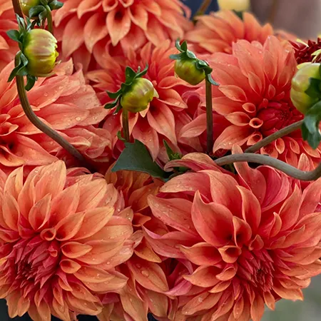 Bloomquist Pleasing Dahlia Tuber