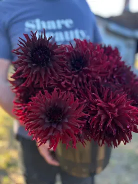 Bloomquist Richard Dahlia Tuber