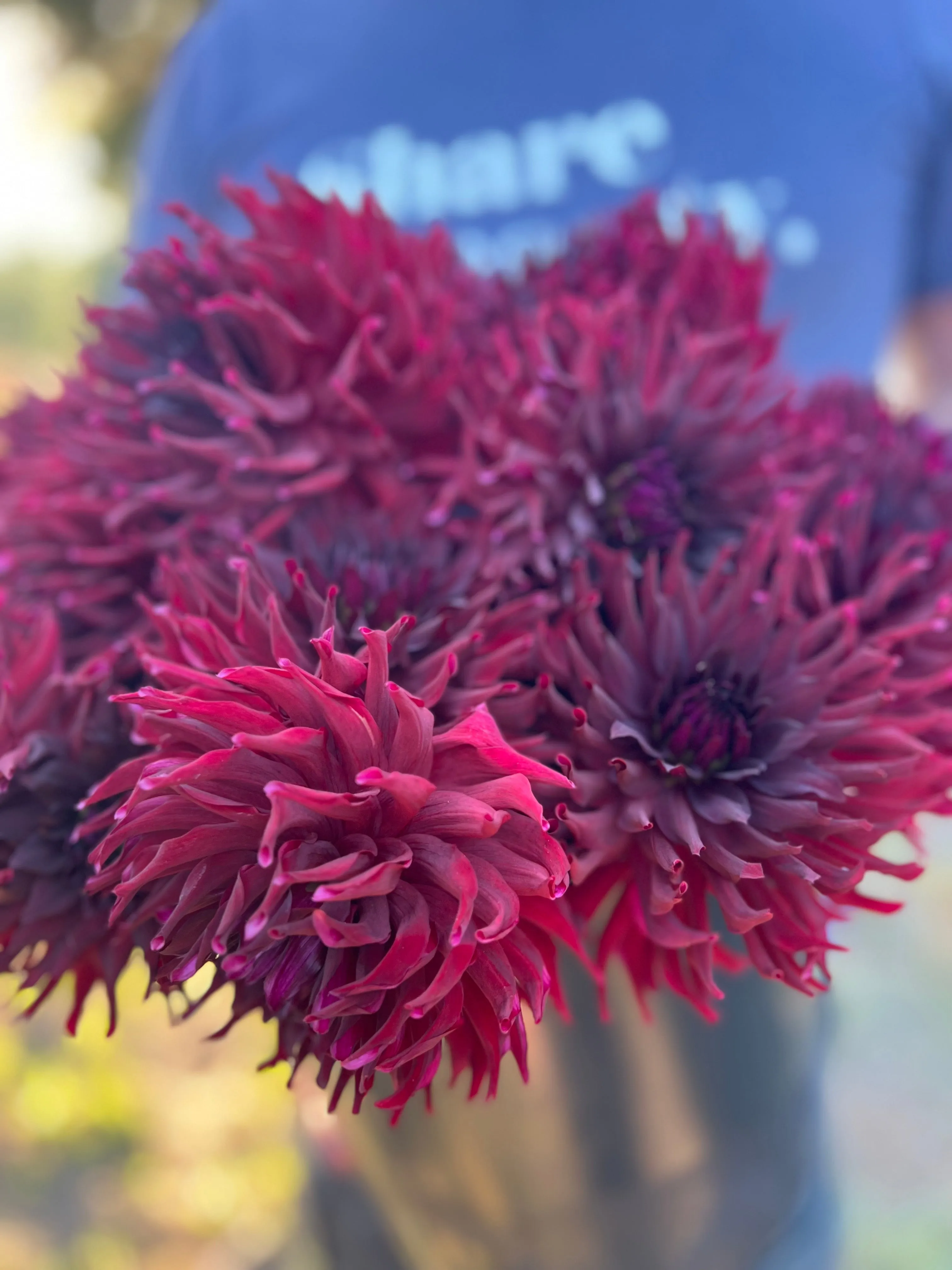 Bloomquist Richard Dahlia Tuber