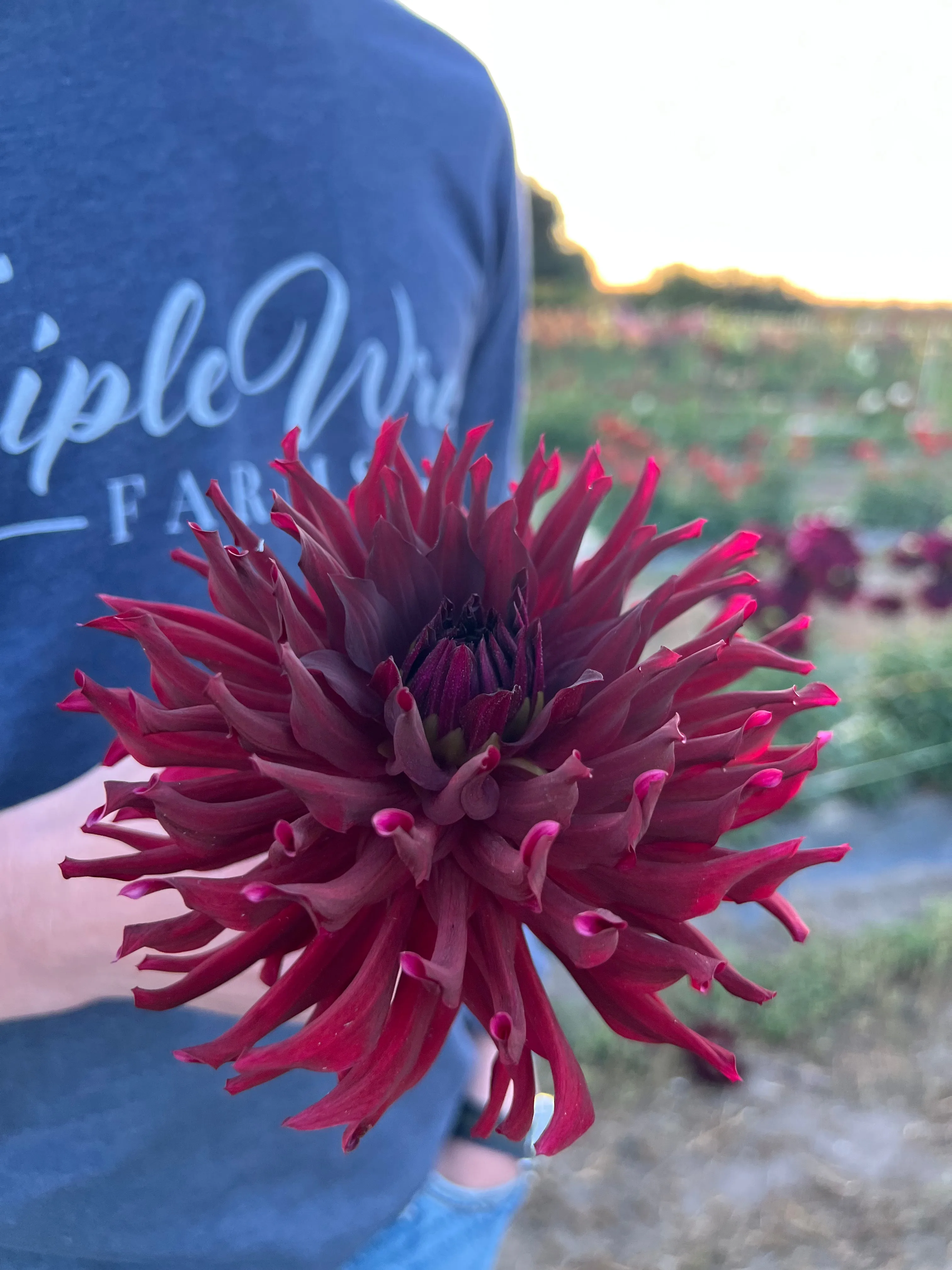 Bloomquist Richard Dahlia Tuber