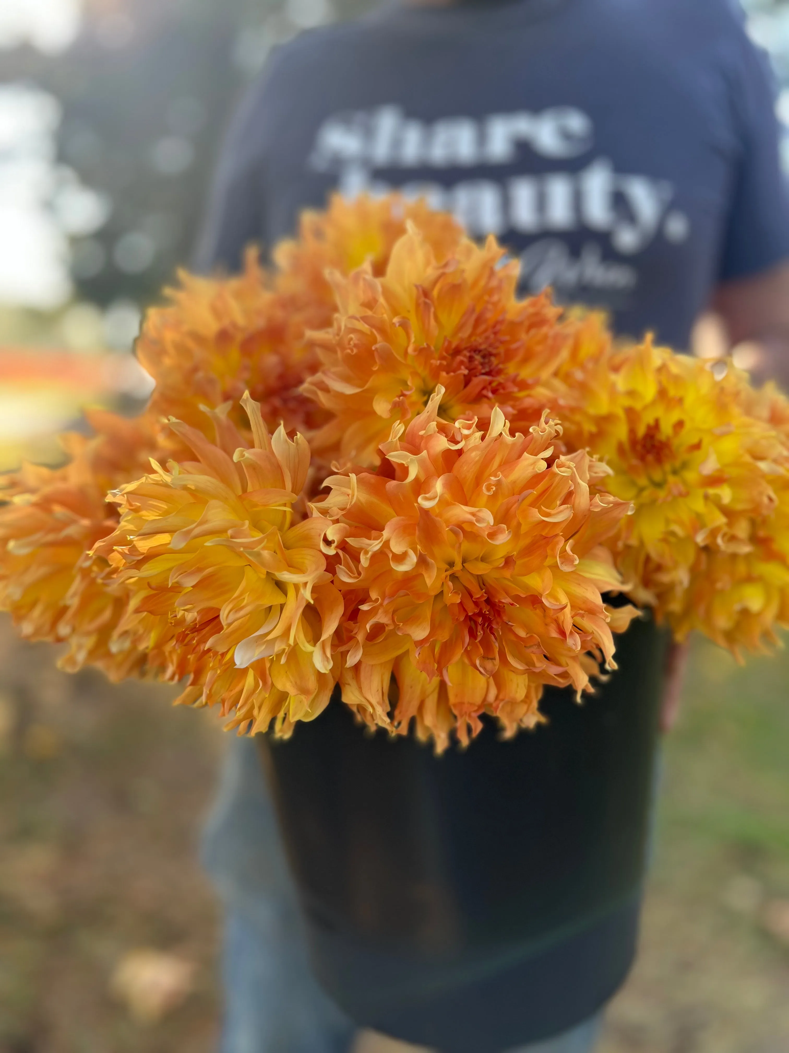 Bloomquist Wild Dahlia Plant: Rooted cutting