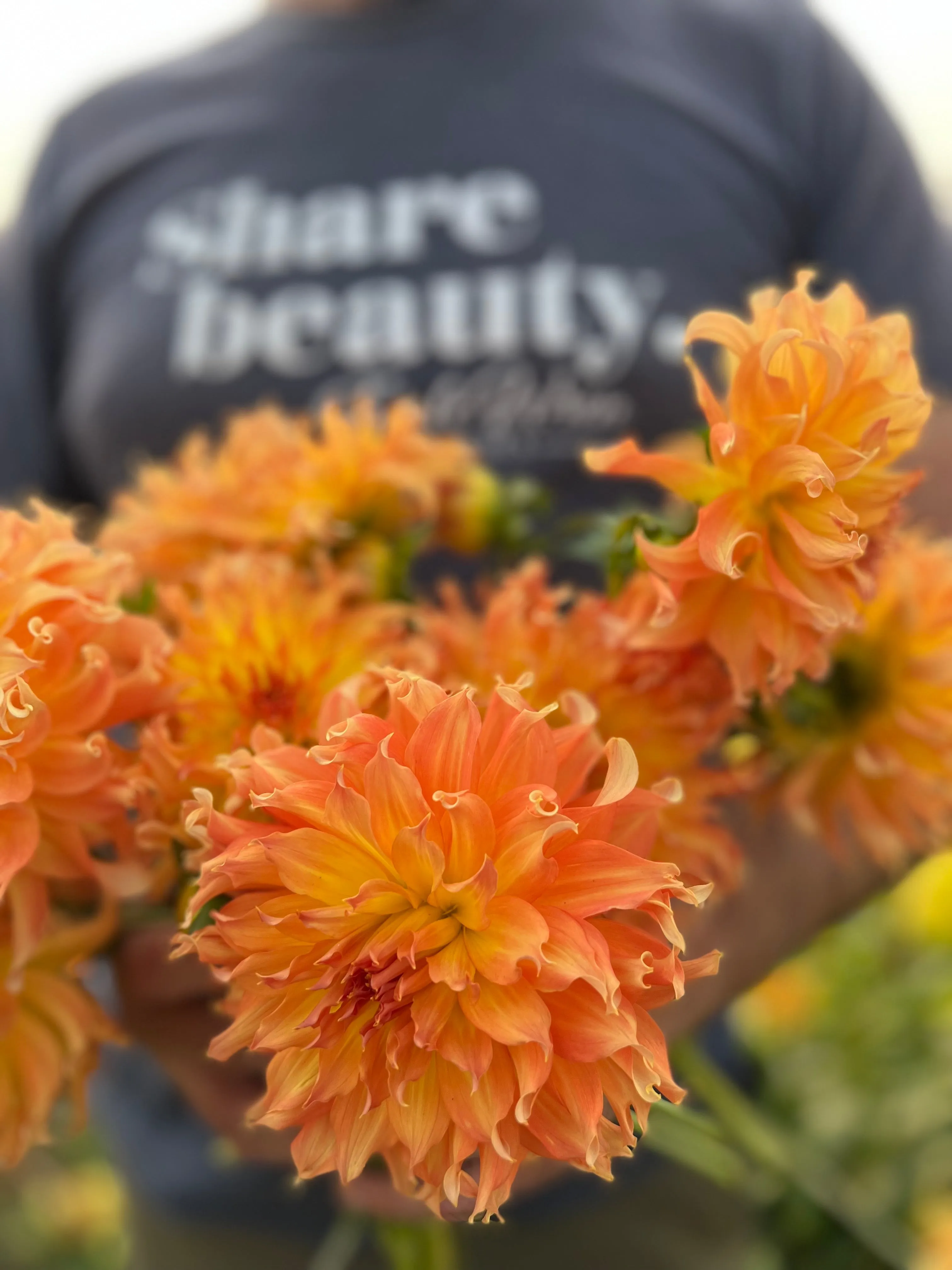 Bloomquist Wild Dahlia Plant: Rooted cutting