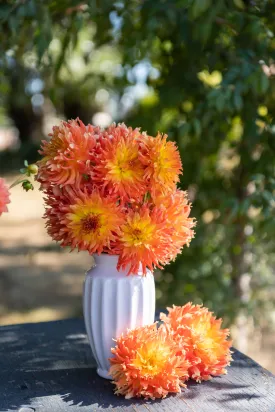 Bloomquist Wild Dahlia Plant: Rooted cutting