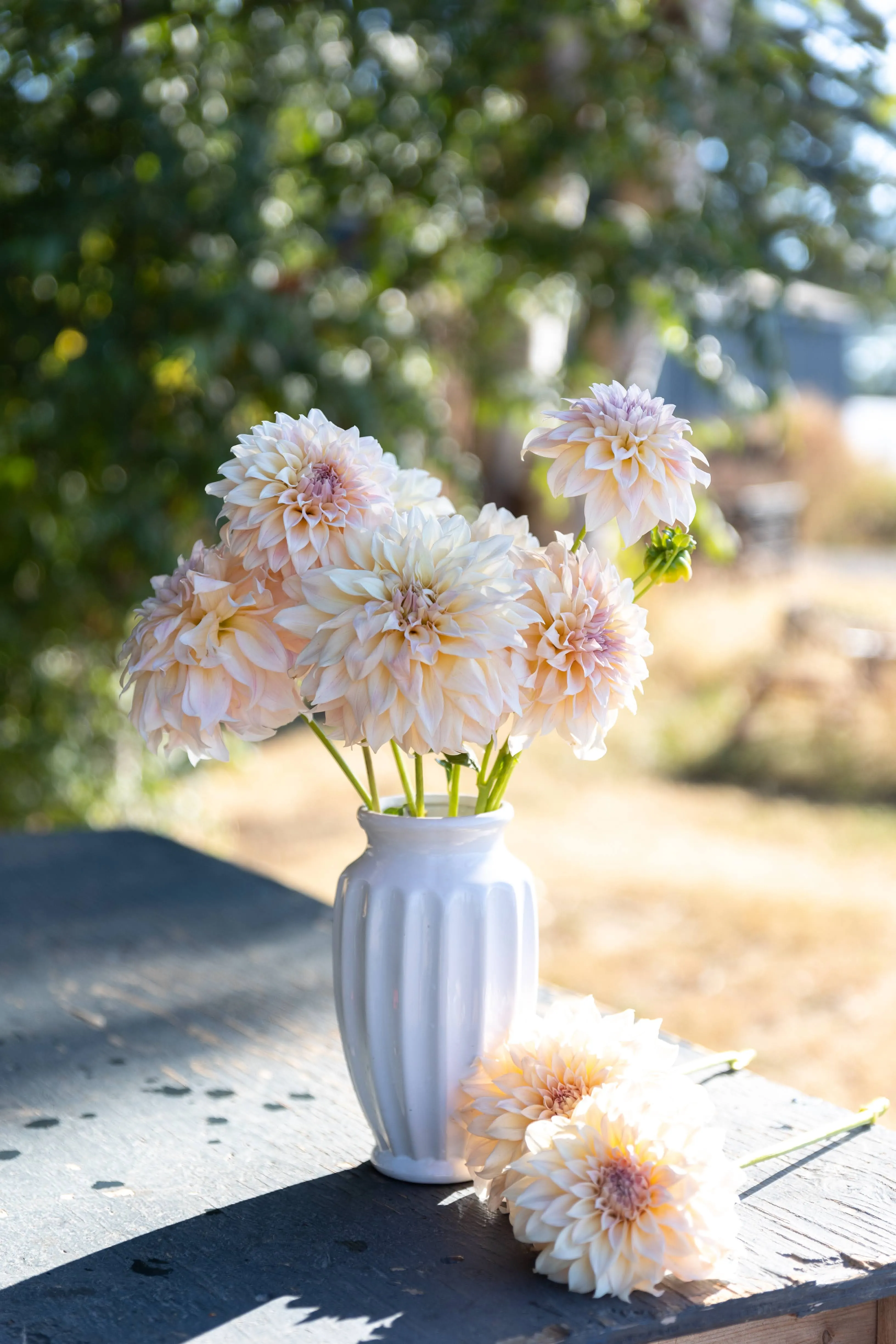 KA's™ Mocha Maya Dahlia Plant: Rooted cutting