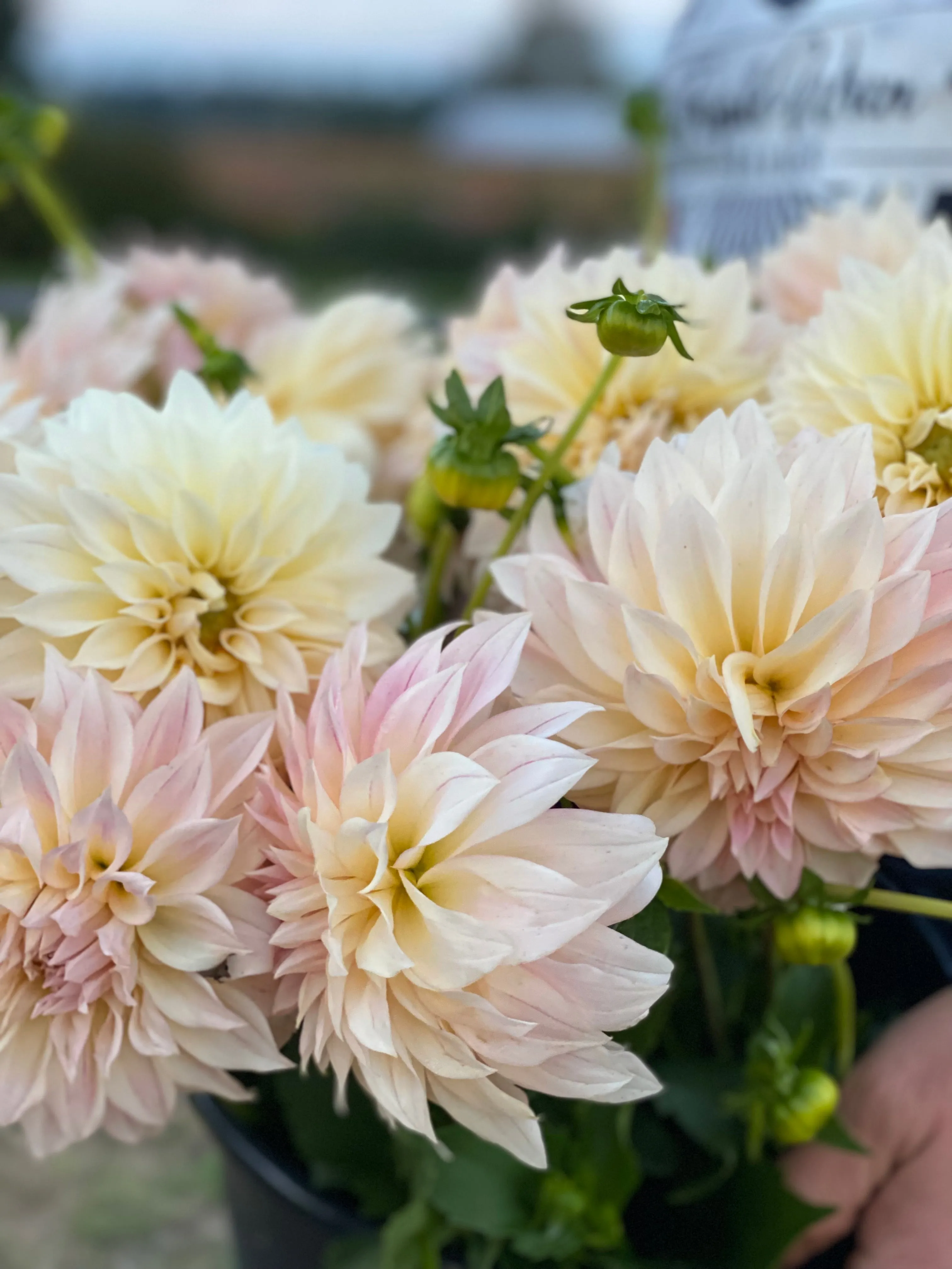 KA's™ Mocha Maya Dahlia Tuber