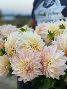 KA's™ Mocha Maya Dahlia Tuber