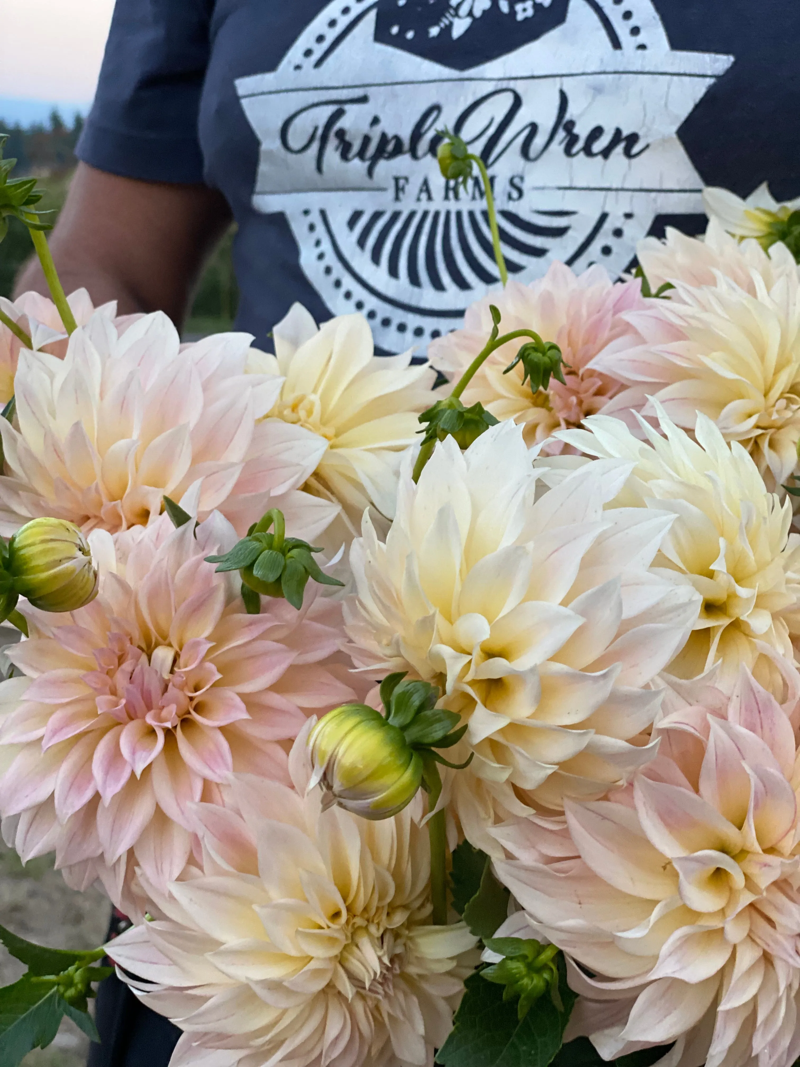 KA's™ Mocha Maya Dahlia Tuber